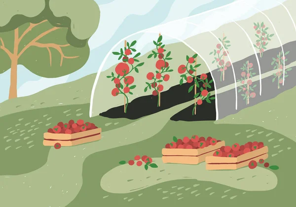 トマトの植物と温室 庭の風景 収穫期だ 草の上にトマトと木製の箱 農業における野菜の栽培 耕作地のベクトル図 — ストックベクタ