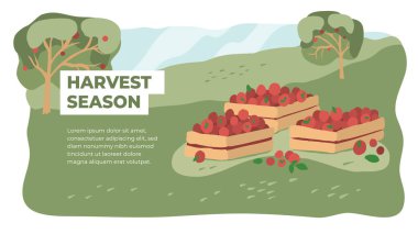 Çiftlik arazisinde hasat mevsimi. Elma toplamak ya da toplamak. Meyve bahçesi vektör çizimi. Bahçecilik konsepti. Bahçıvanlık veya çiftçilik tasarımı. Kırmızı meyvelerle dolu tahta kutular ve broşürler 