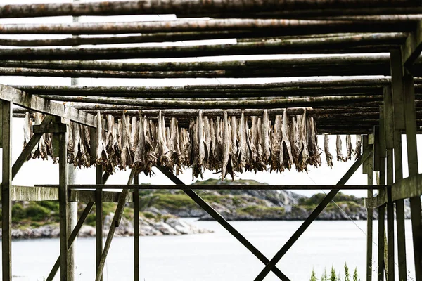 Torkställ Med Lagerfisk Lofoten Öarna — Stockfoto