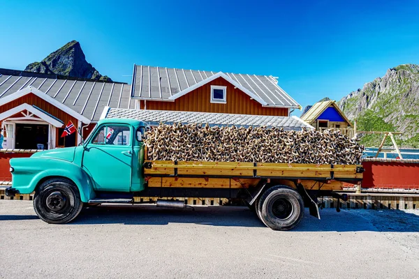 Drying Stockfish Lofoten Islands Typical Norwegian Fish World Famous — Stock Photo, Image