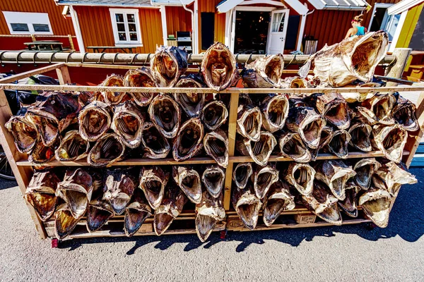 Szárítjuk Állományt Lofoten Szigeteken Tipikus Norvég Hal Világhírű — Stock Fotó