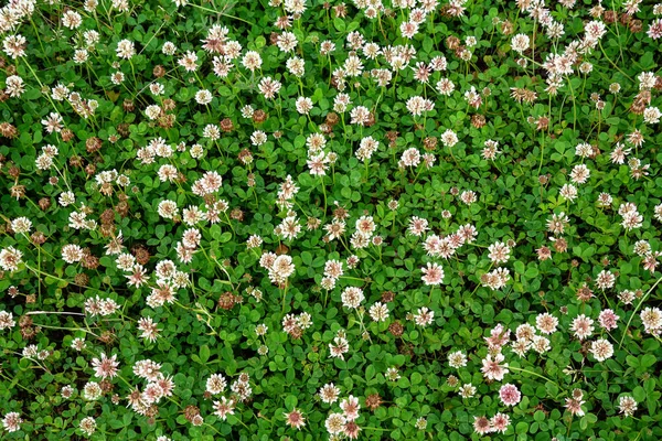 White clover Trifolium repens