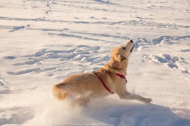 Güneşli bir günde karda oynayan köpek