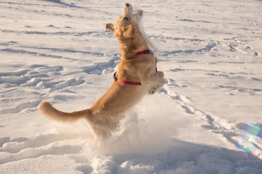 Güneşli bir günde karda oynayan köpek
