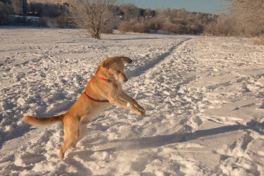 Güneşli bir günde karda oynayan köpek