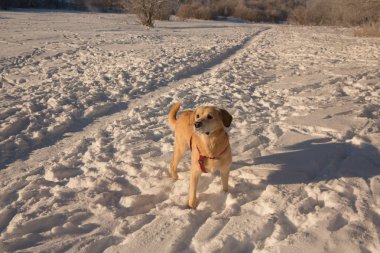 Güneşli bir günde karda oynayan köpek