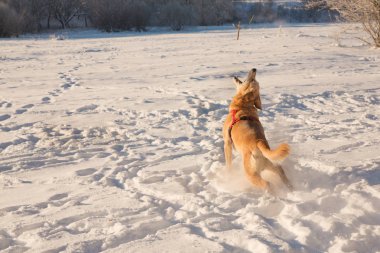Güneşli bir günde karda oynayan köpek