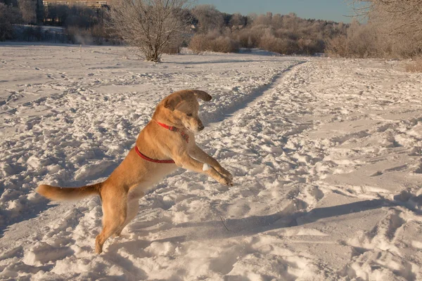 Güneşli bir günde karda oynayan köpek