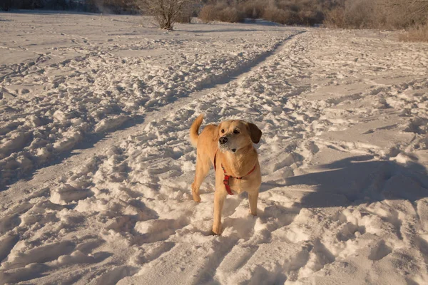 Güneşli bir günde karda oynayan köpek