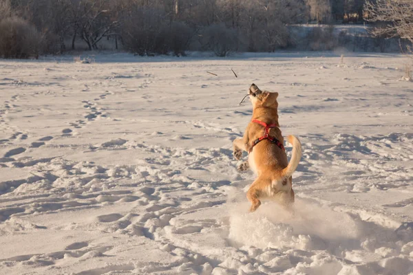 Dog playing in the snow on a Sunny day — Stock Photo, Image