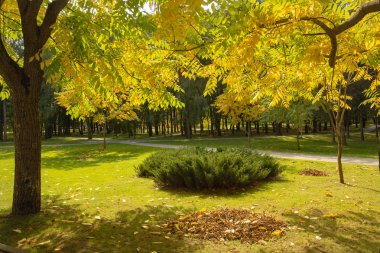 Renkli altın yapraklar sonbaharda Park