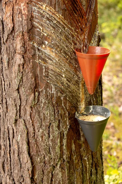 Metoda odběru borovicové pryskyřice — Stock fotografie