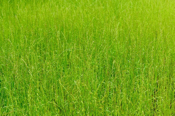 Φόντο πράσινο γρασίδι, υφή. — Φωτογραφία Αρχείου