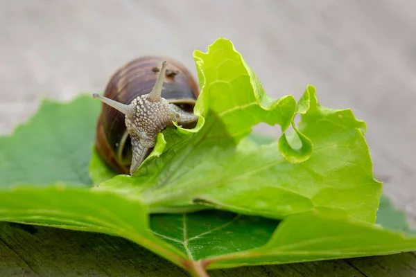 L'escargot de raisin mange la laitue . — Photo