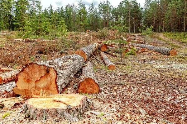 Eforestazione e disboscamento industriale degli alberi — Foto Stock