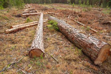 ormansızlaşma ve endüstriyel ağaç günlüğe kaydetme