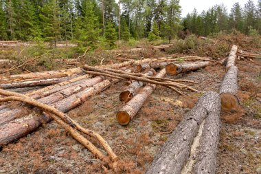 Ormansızlaşma iğne yapraklı orman.