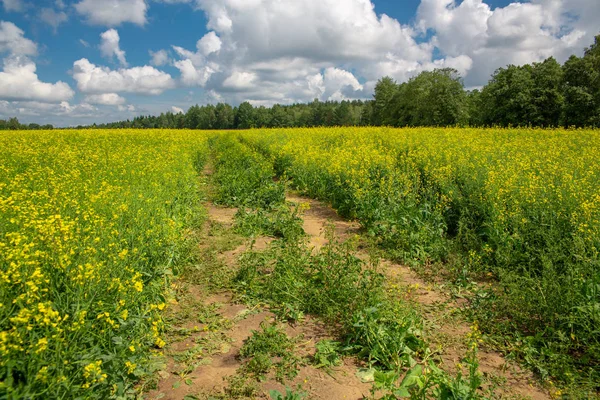 Solig sommardag på ett blommande raps fält. — Stockfoto