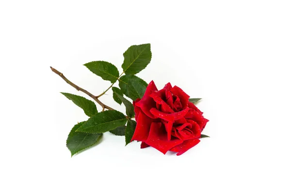 在白色背景上隔离的一朵红玫瑰 — 图库照片