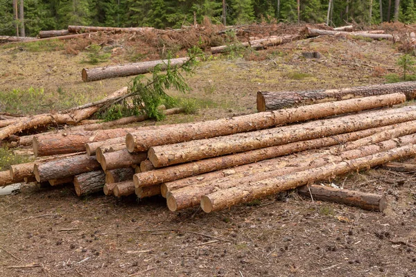 Erdőirtás és fakitermelés ipari fa — Stock Fotó