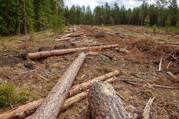 Deforestation in the coniferous forest.