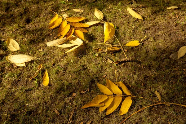 Hojas de olmo caídas. Fondo de otoño — Foto de Stock