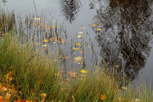 Gele bladeren op het water in bewolkt weer — Stockfoto