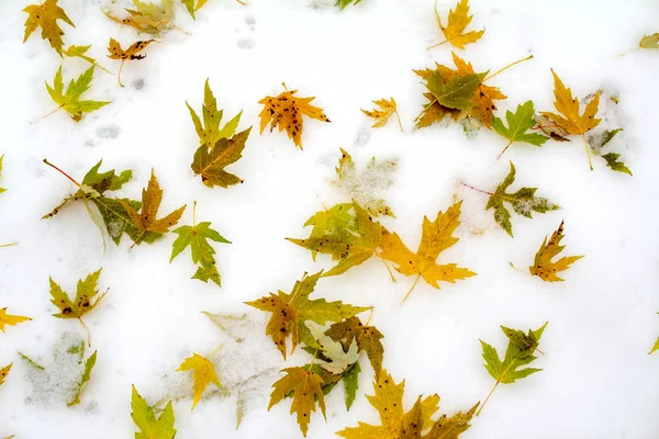 Herfst Achtergrond Groen Geel Sycamore Laat Eerste Sneeuw Sneeuw Viel — Stockfoto