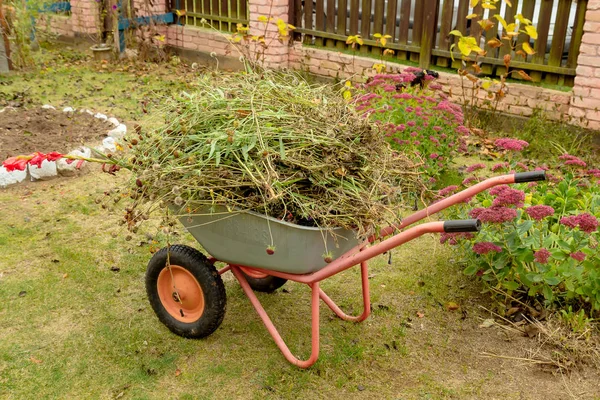 The car is fully loaded with old plants after autumn cleaning in the garden. Cleaning and landscaping. The garden car is filled with garden waste.