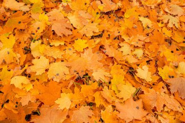 Arka plan Grup sonbahar turuncu yaprak. Dış. Renkli sonbahar akçaağaç arka plan bırakır. Sonbahar, Nostalji, anılar, üzüntü kavramı. Kopya alanı.