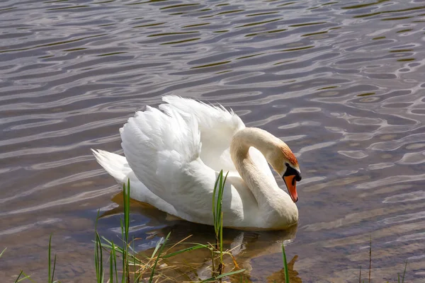 White Swan Reflection Water Shore Beautiful White Mute Swan Cygnus — Stock Photo, Image