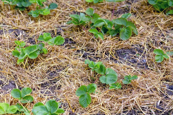 Growing straw strawberry plants in the garden
