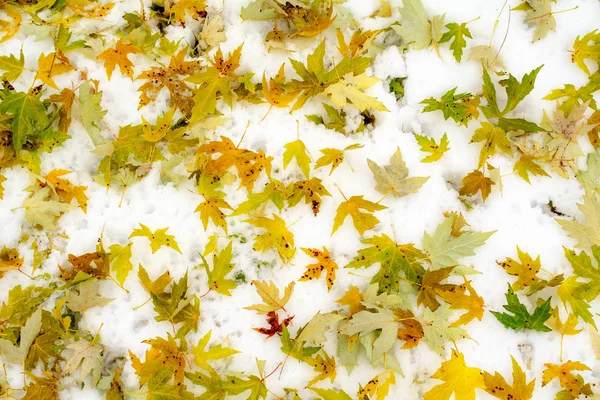 Φθινοπωρινό φόντο με χρωματιστά φύλλα στο χιόνι — Φωτογραφία Αρχείου