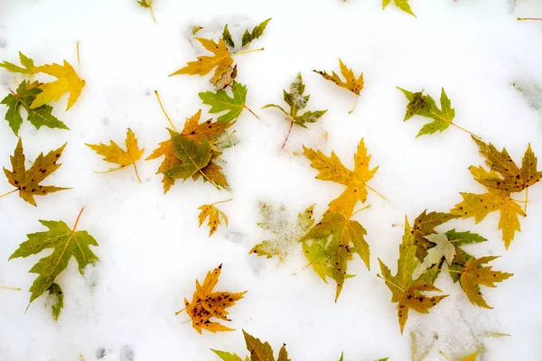 Herfst achtergrond met gekleurde bladeren in de sneeuw — Stockfoto