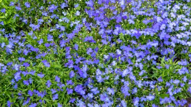 Çiçek açan lobelia erinus.