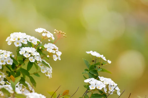 緑の背景に白い花を咲かせ. — ストック写真
