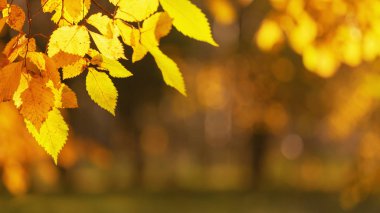 Sonbahar yaprakları tarih Pzr. Arka plan bulanık düşmek. Karanlık bir arka plan üzerinde parlayan altın yaprağı