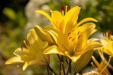 Bahçe, yakın çekim sarı zambak. Lily sarı önümüzdeki. Arka plan bulanık. Uzay kopyalayın. Katalog için uygundur. Metin için yer. Seçici odak.