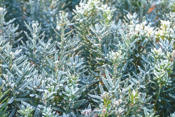 Winter Achtergrond Klaar Voor Winter Bevroren Romantisch Tafereel Vorst Naalden — Stockfoto