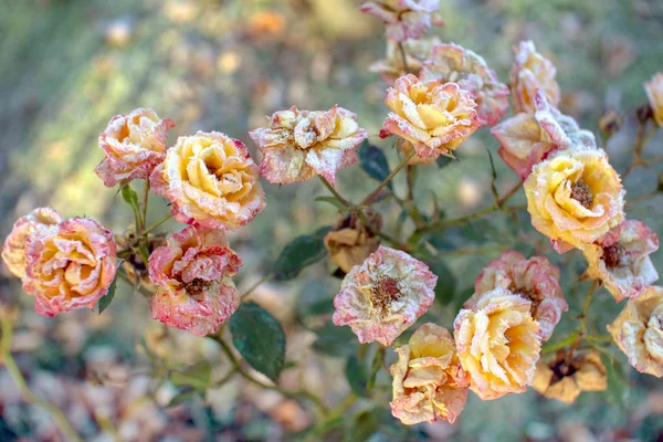 Surpreendentemente Lindo Romântico Belas Rosas Floribunda Final Outono Parque Lindas — Fotografia de Stock