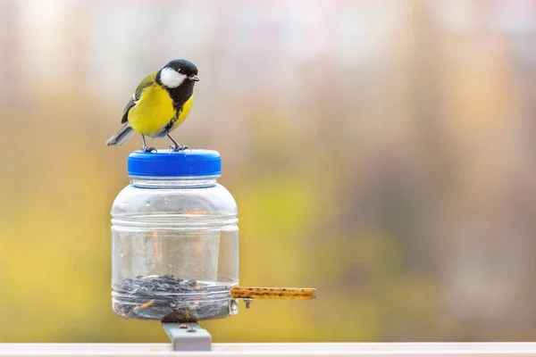 Sýkora koňadra Parus Major na podavač na podzim — Stock fotografie