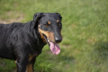 Jagdterrier Alman avcılık korkunç çimlerde oturuyor. Orta boylu ve siyah kahverengi köpektir. Köpek bir dili var. Yakın çekim.