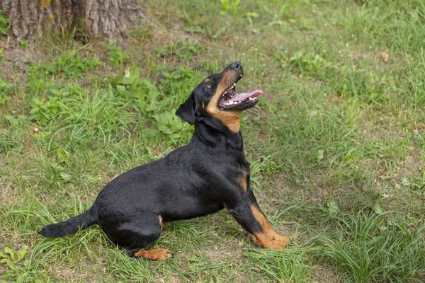 Jagdterrier Terrier Chasse Allemand Préparant Sauter Chien Est Taille Moyenne — Photo