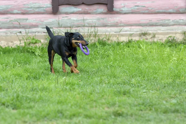 Terrier de chasse allemand va de l'avant — Photo