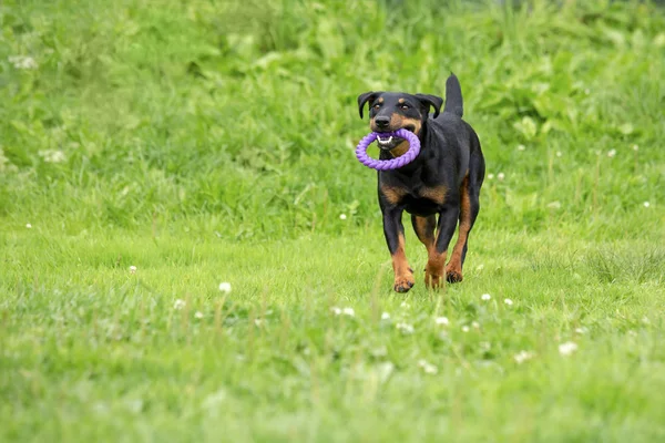 German hunting terrier runs forward — Stock Photo, Image