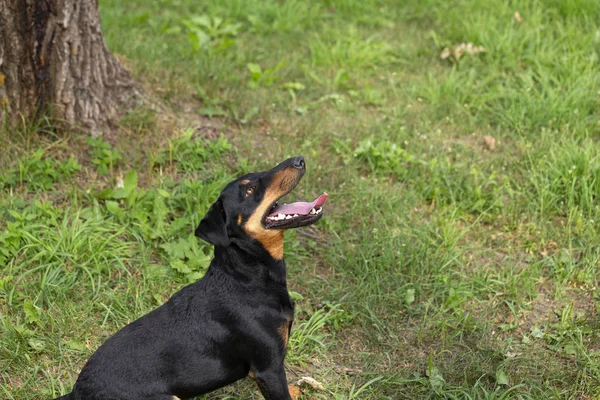 Jagdterrier Terrier Chasse Allemand Préparant Sauter Chien Est Taille Moyenne — Photo