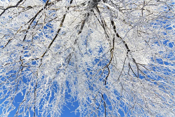 Зимний фон с верхушками деревьев и голубым небом — стоковое фото