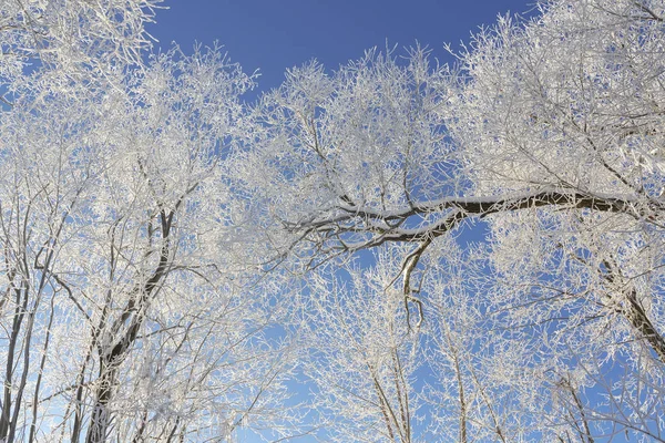 Winter achtergrond met boomtoppen en blauwe hemel — Stockfoto