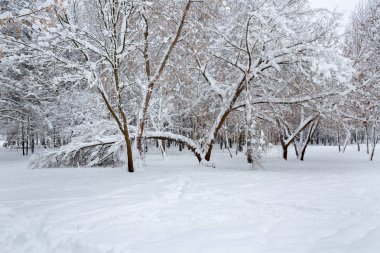 Sonra ağır bir kar fırtınası parktır. düşmüş ağaç