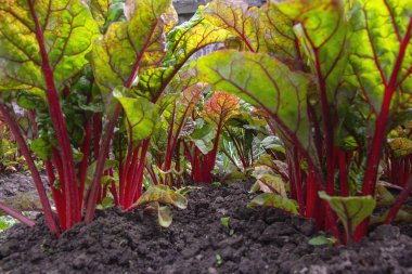 Bahçede büyüyen kırmızı pancar